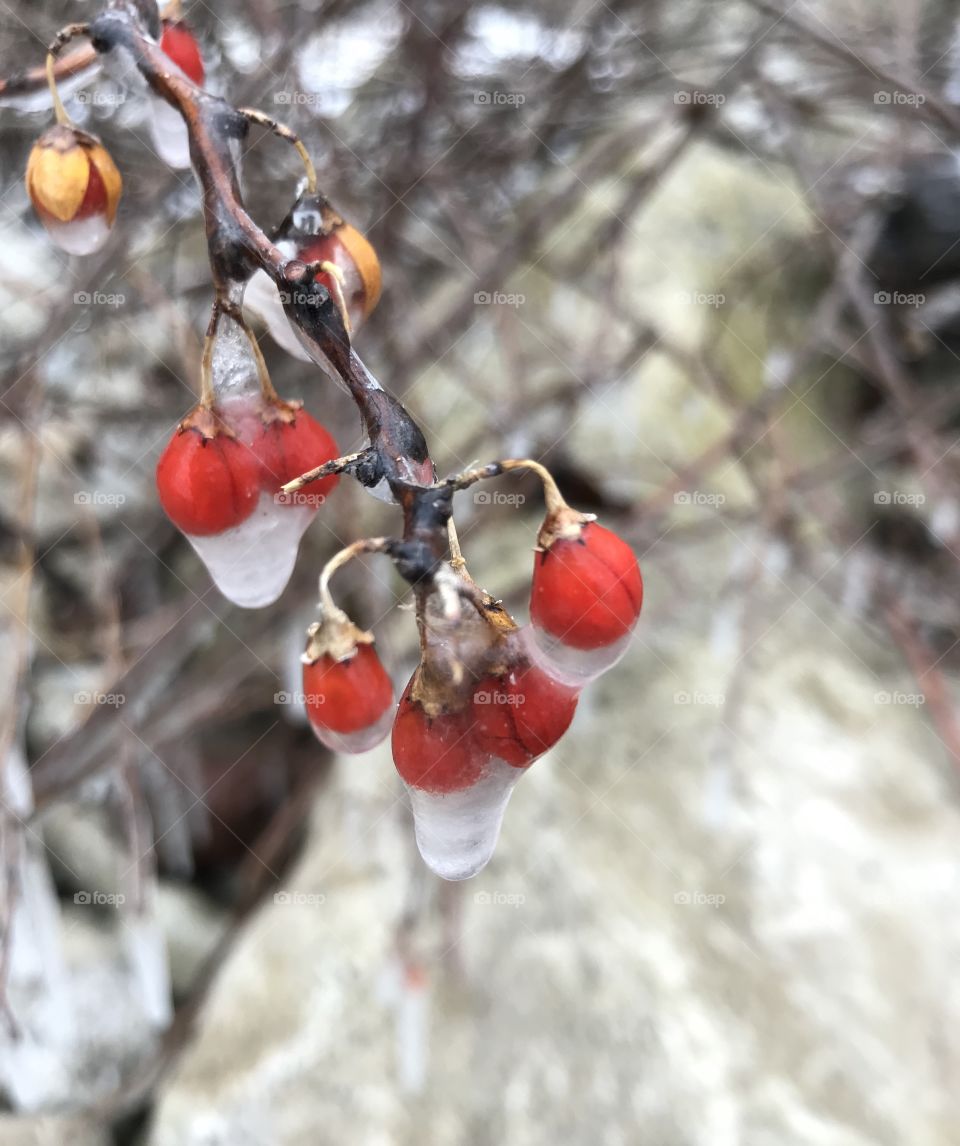 Frozen Berries 
