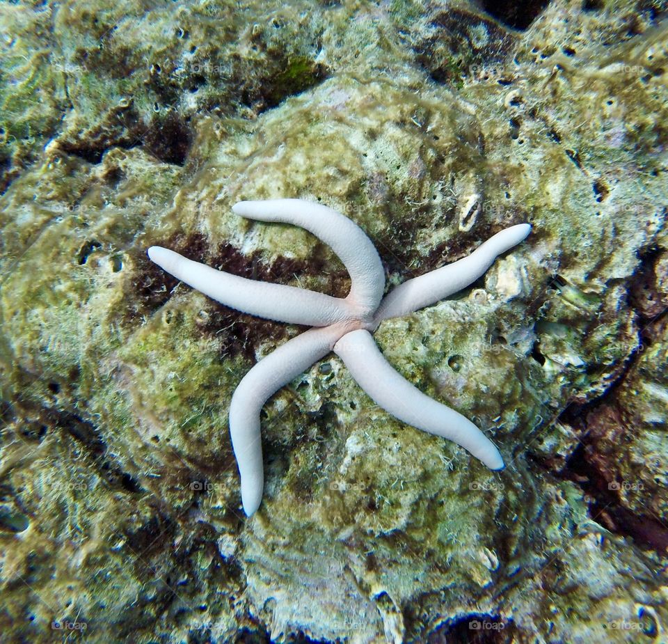White starfish rests on coral in the ocean