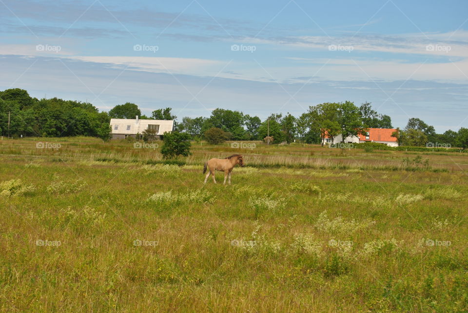 Countryside . Countryside at Fårö ,Gotland,Sweden