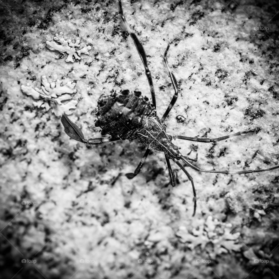 Black and white shot of an interesting looking insect that I took of in New Hampshire. 