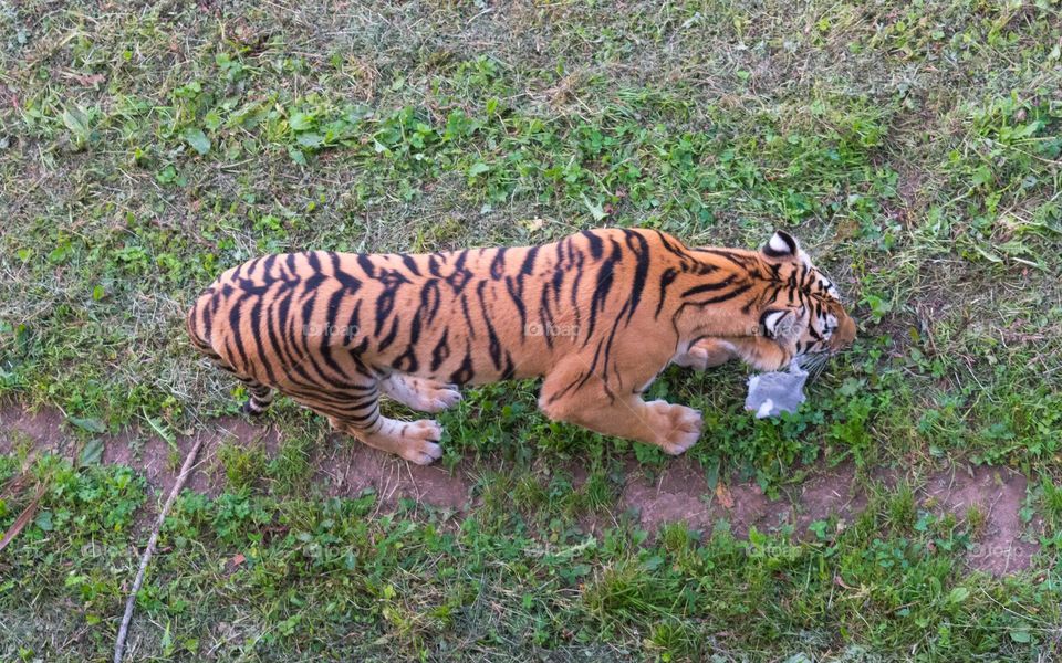 Tiger (Panthera tigris) seen from above. Cabárcrno Nature Park, Cantabria, Spain.