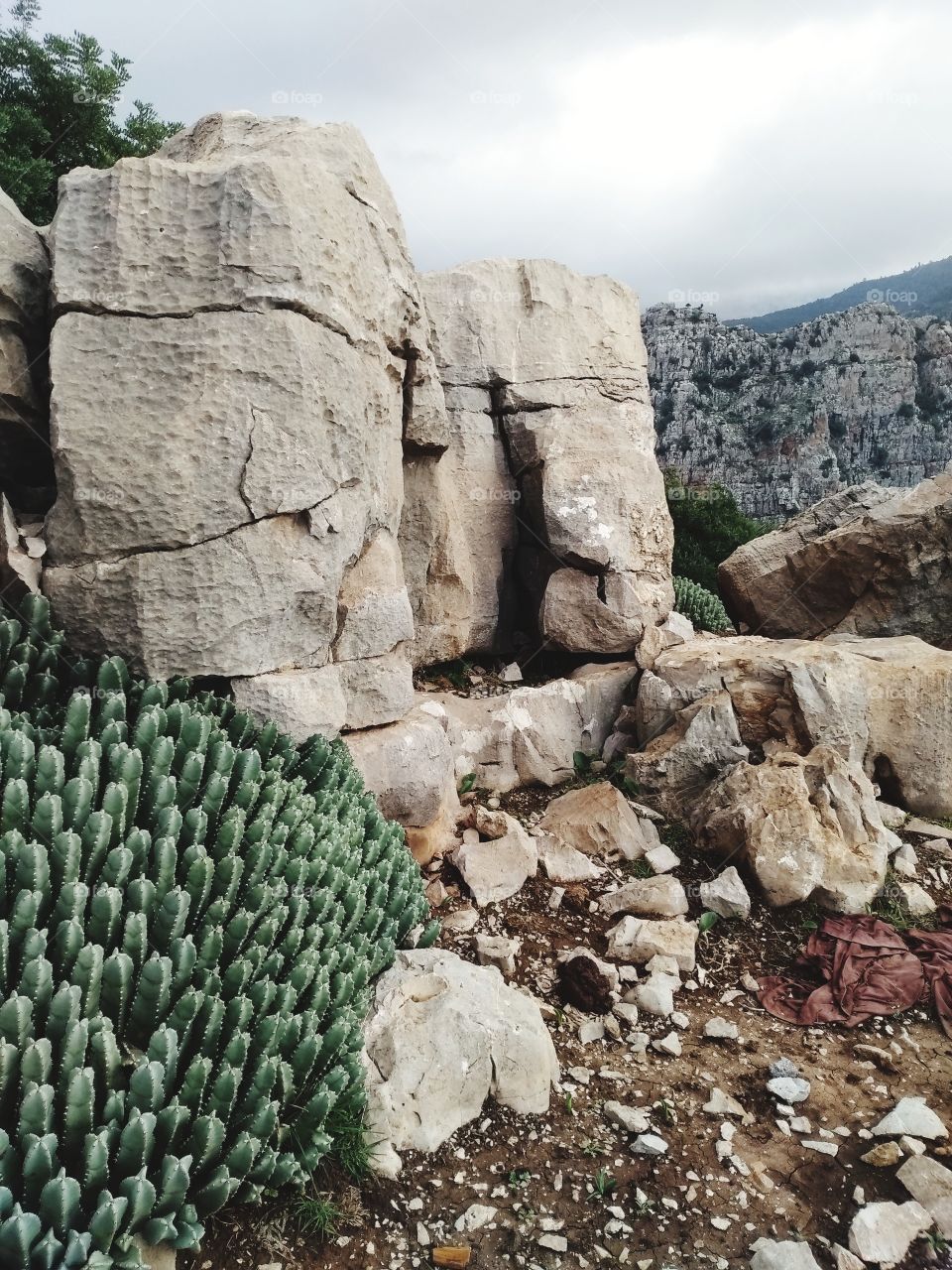 nature in atlas mountains