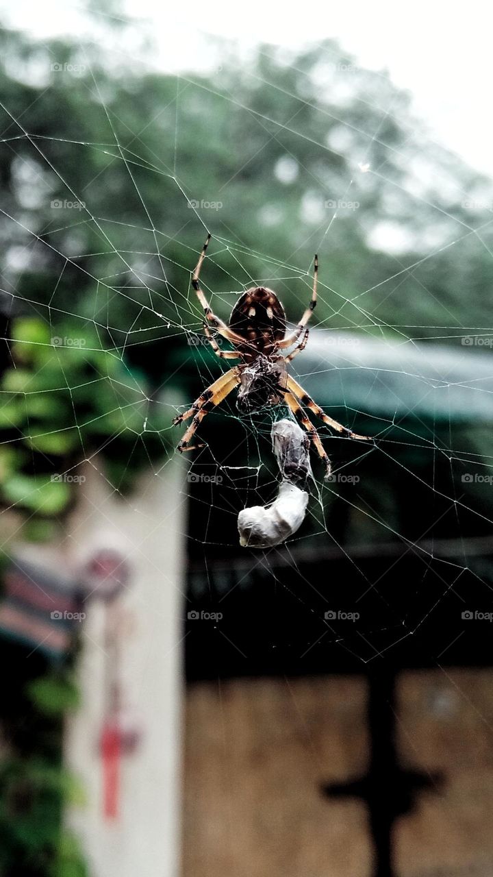 spider with his food in the web.