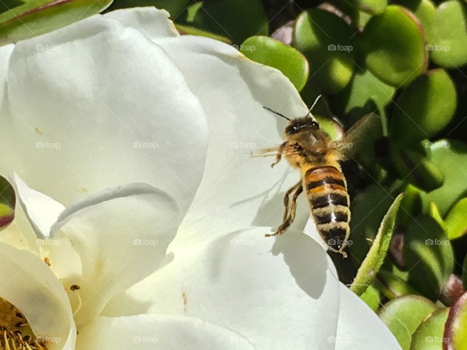 Closeup macro image hover fly wasp like on an orange tree fruit blossom