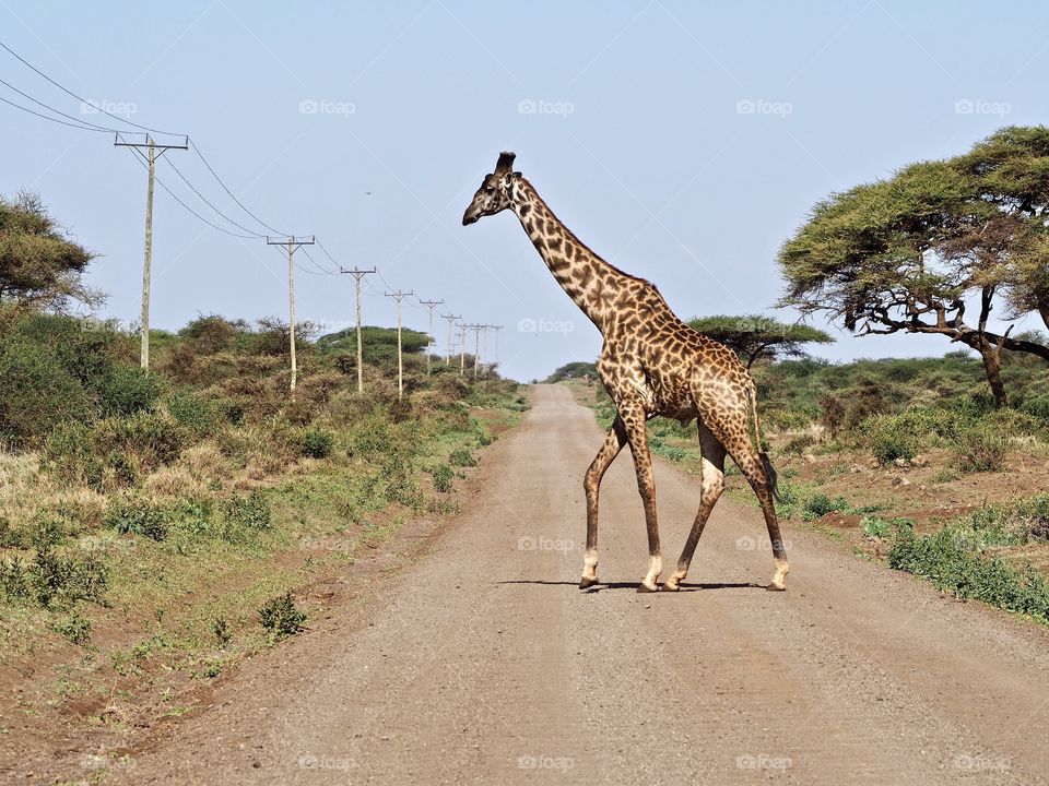 Giraffe crossing the road in Amboseli National Park, Kenya