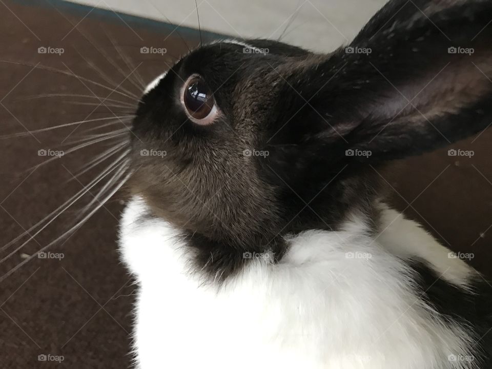 Black and white bunny 