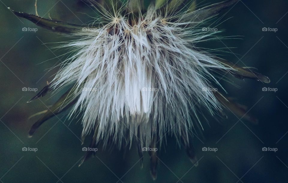 A close up of a Tolpis plant in seed