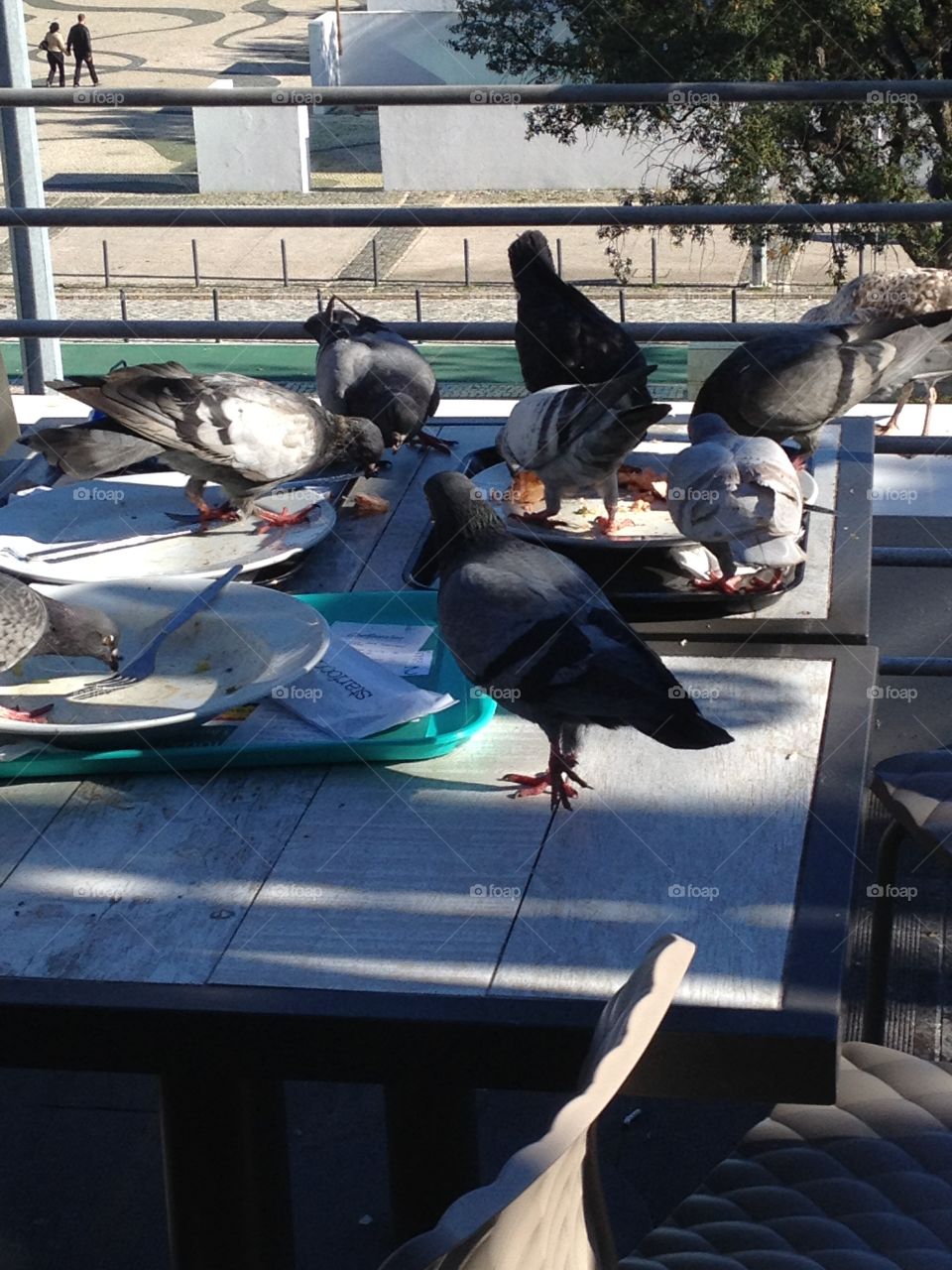 Birds eating their fast food meal in group!