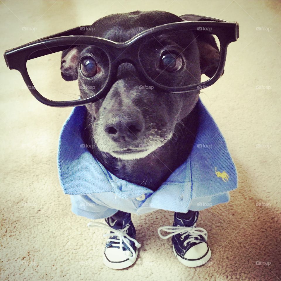 Dog in eye glasses and t-shirt