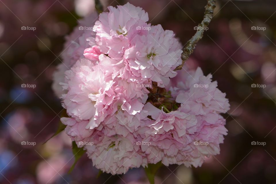 beautiful pink flowers