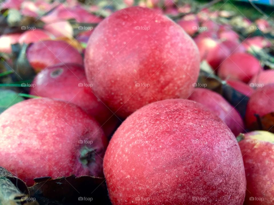 Red apples on agriculture field