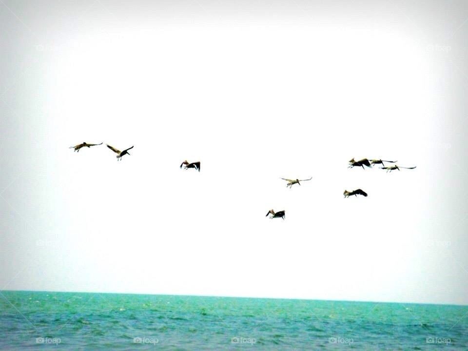 Flying Birds