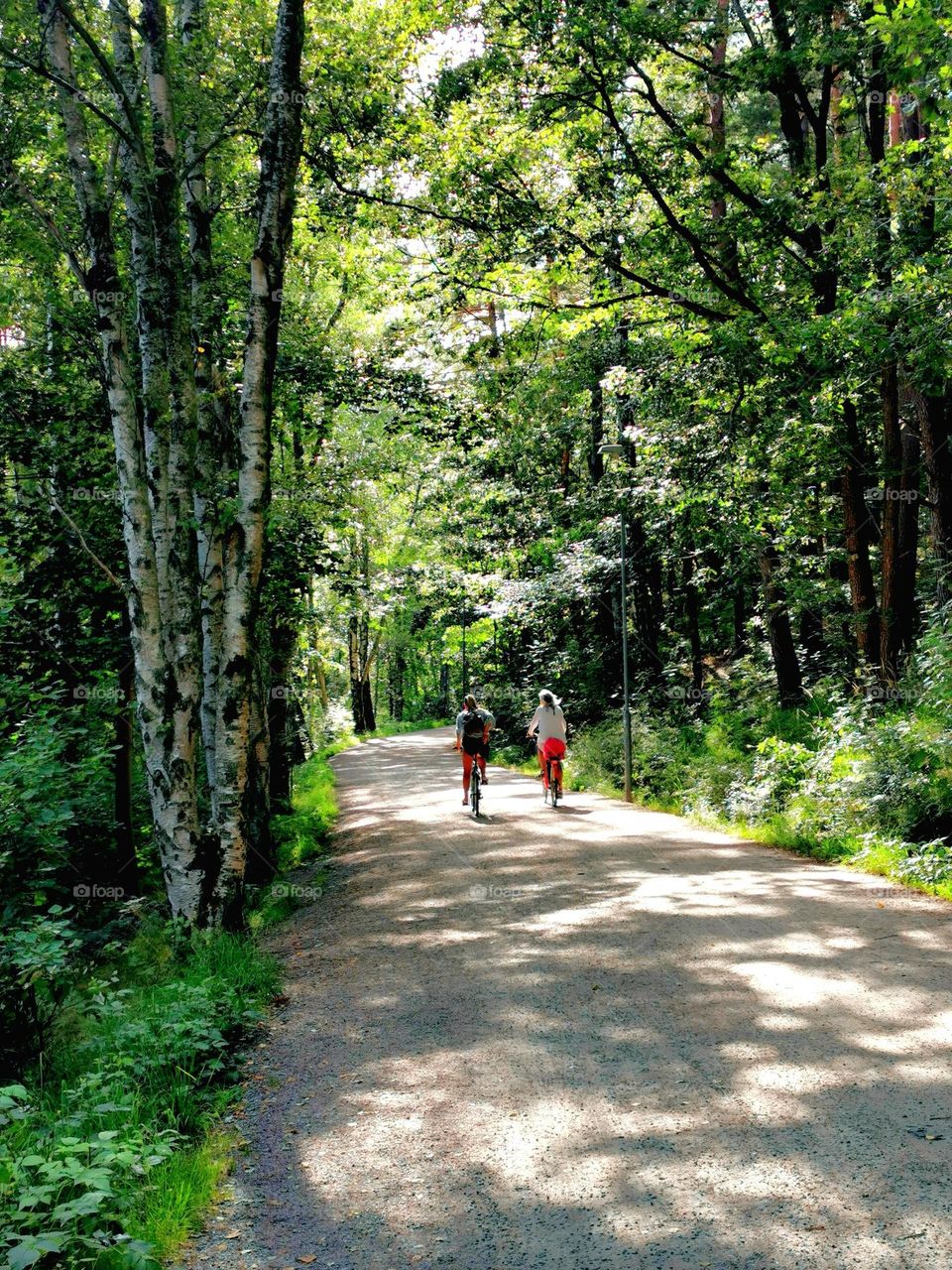 Bicycling through the summer forrest