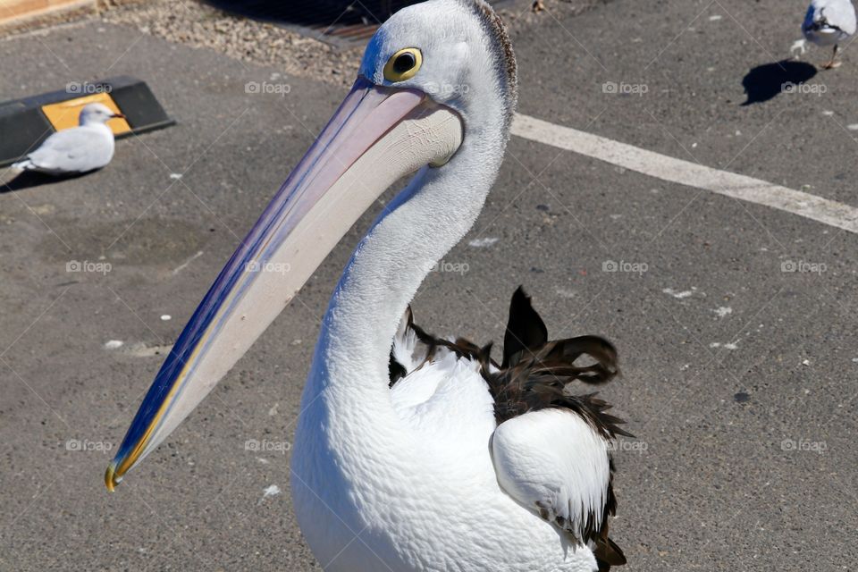 Full body shot pelican on land by ocean 