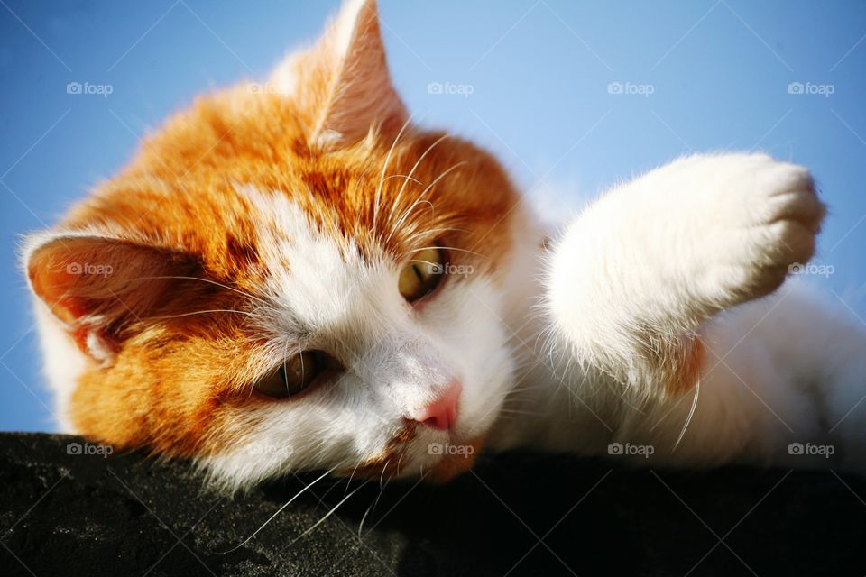 ginger fluffy cat