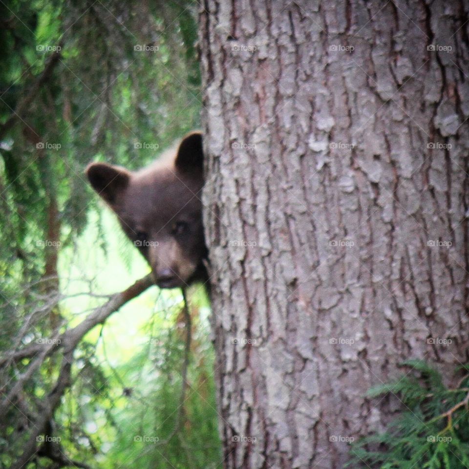 Lil bear in the tree
