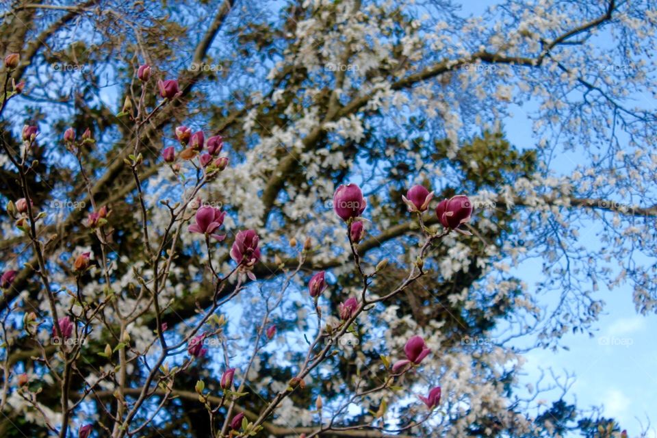 Spring , Villa Pamphilj 