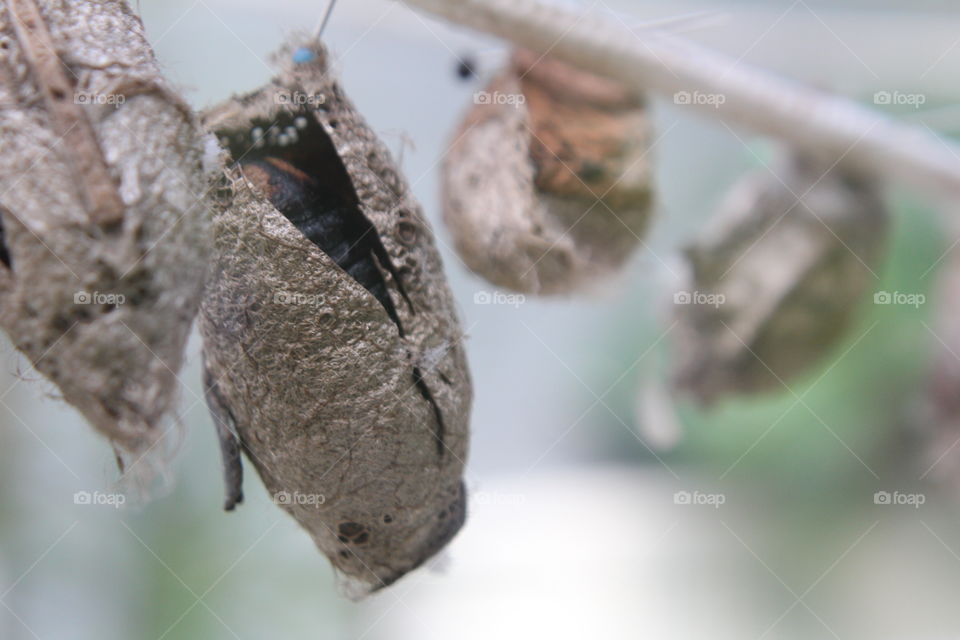 later there comes out a butterfly