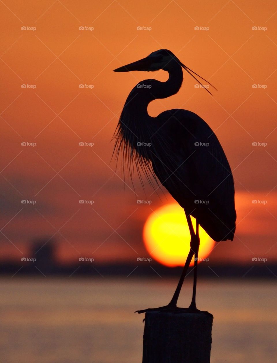 Great Blue Heron