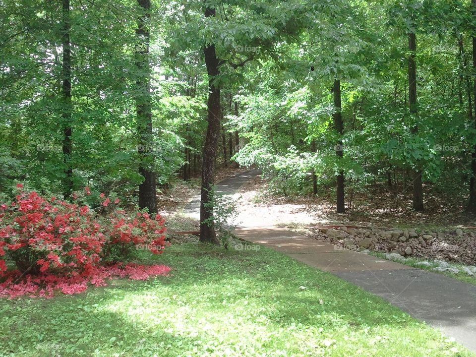 Lush Park Path. A paved path leading deeper into a more wooded area of the park.