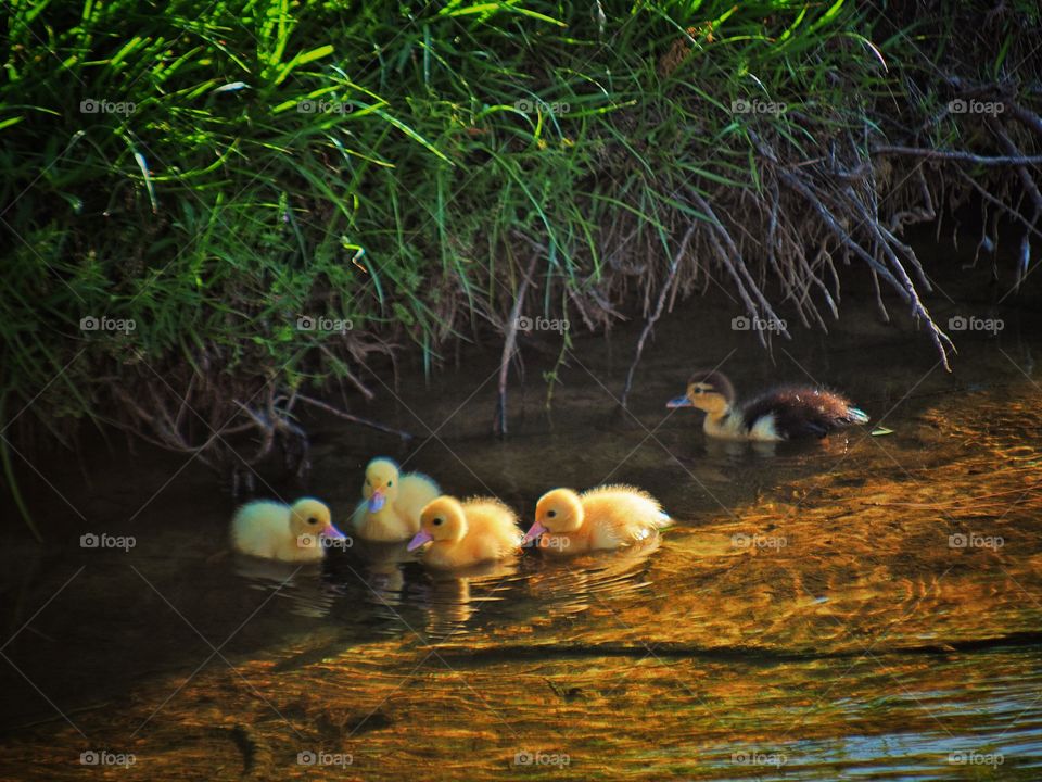 5 ducklings 