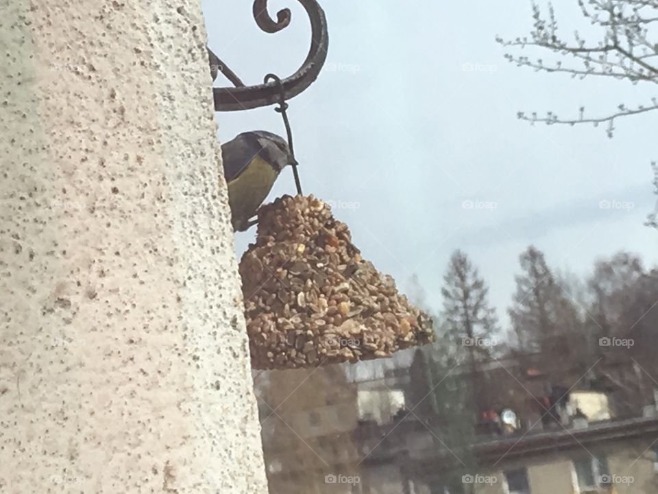 Blue tit