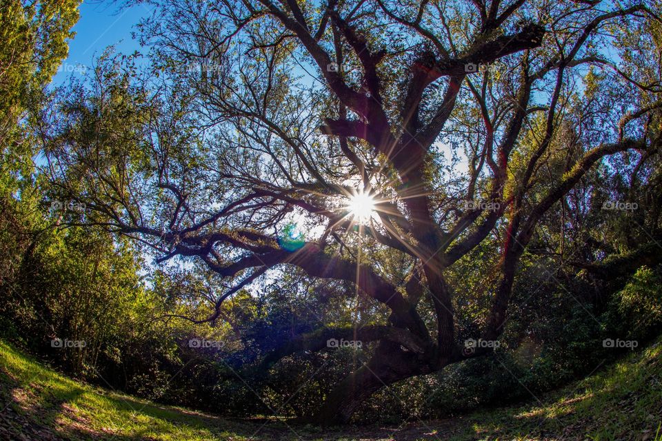 Shining tree