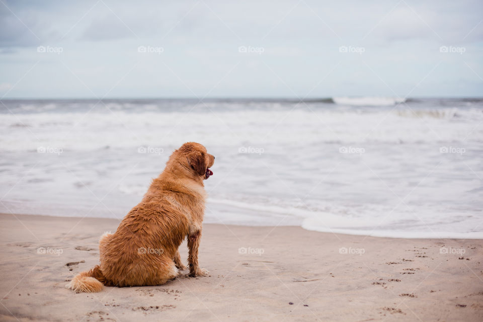 Dog at the beach