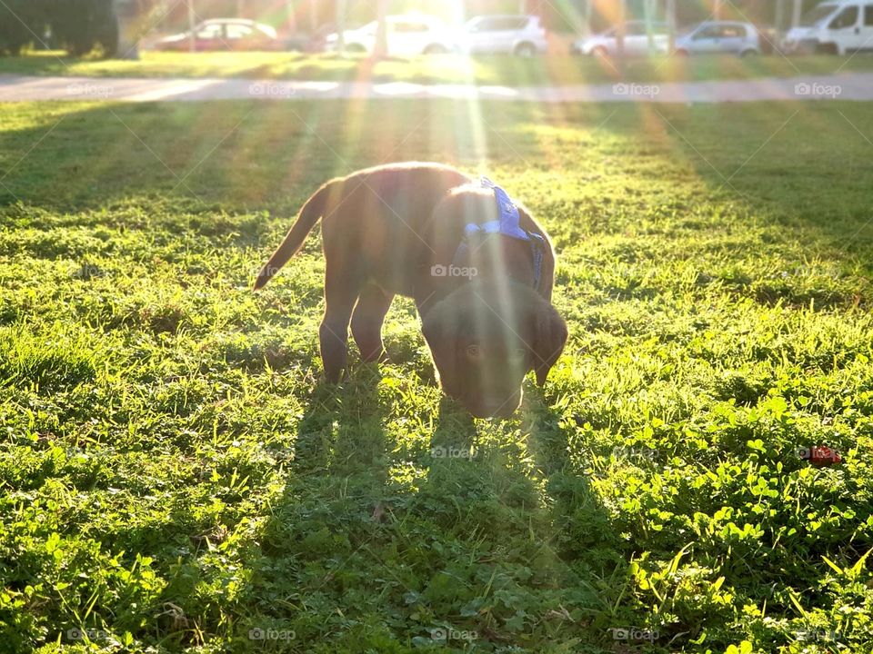 Puppy#sun#nature#exploring#light#cute#love#greengrass