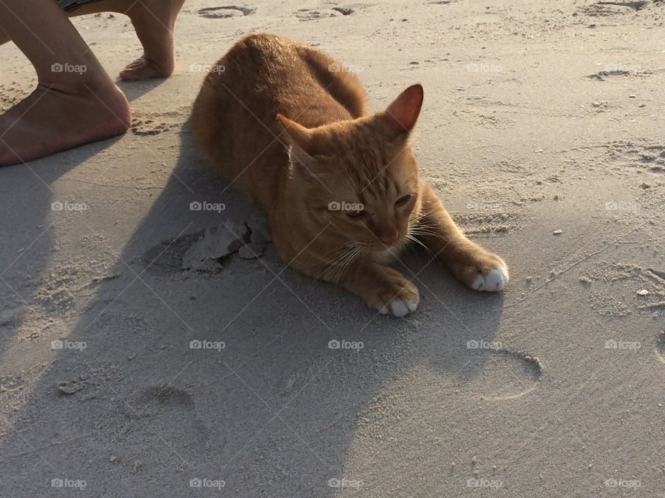 Cat on the beach