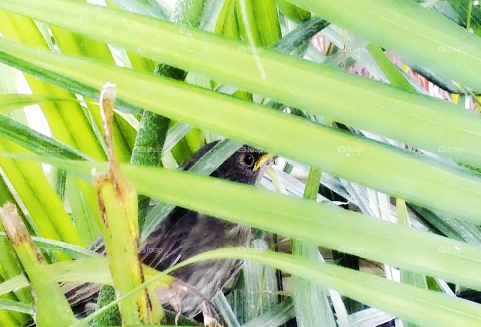baby bird hides in the bushes and peeks between leaves