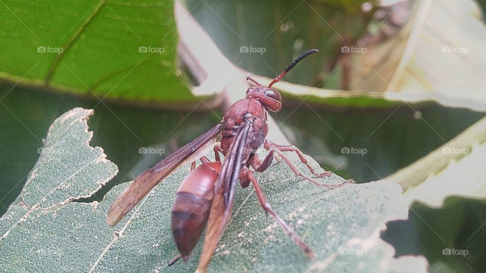 Red paper wasp