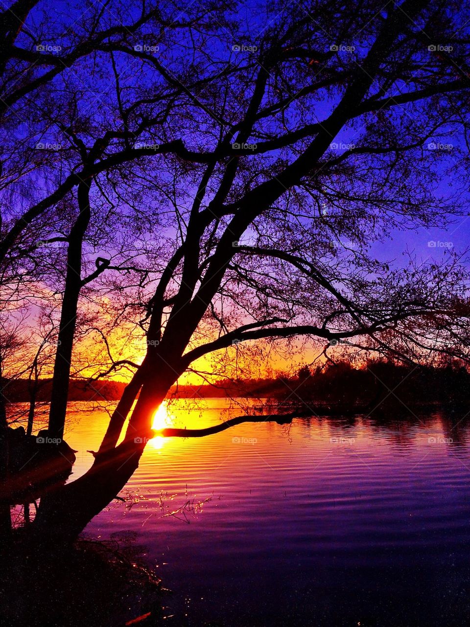 Scenic view of tree during sunset