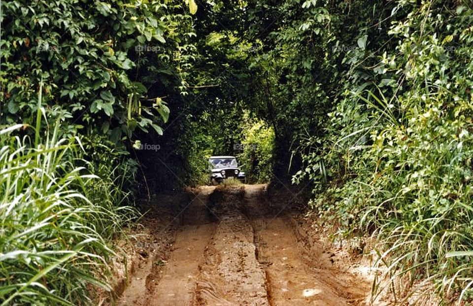 Driving through the jungle