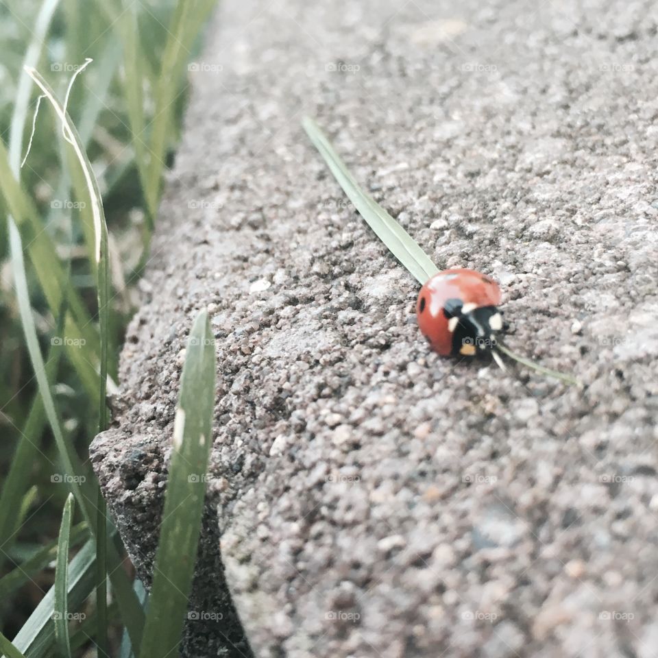 Hello lady bug