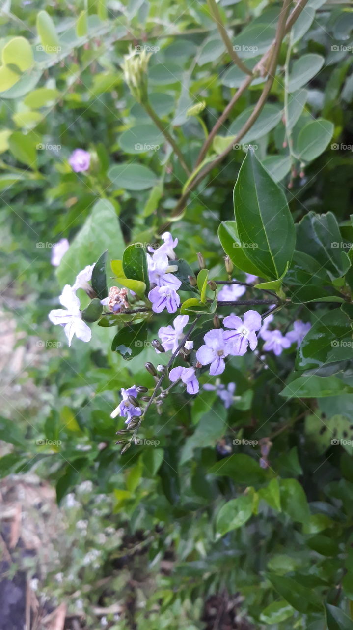 tetesan embun pagi yang membasahi bunga