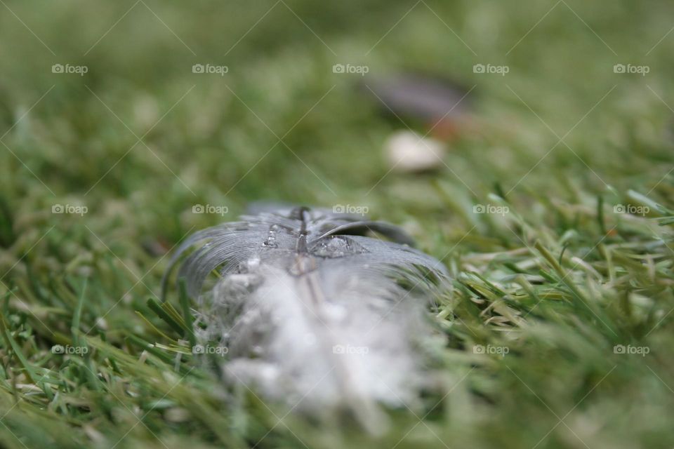Raindrops on a feather.