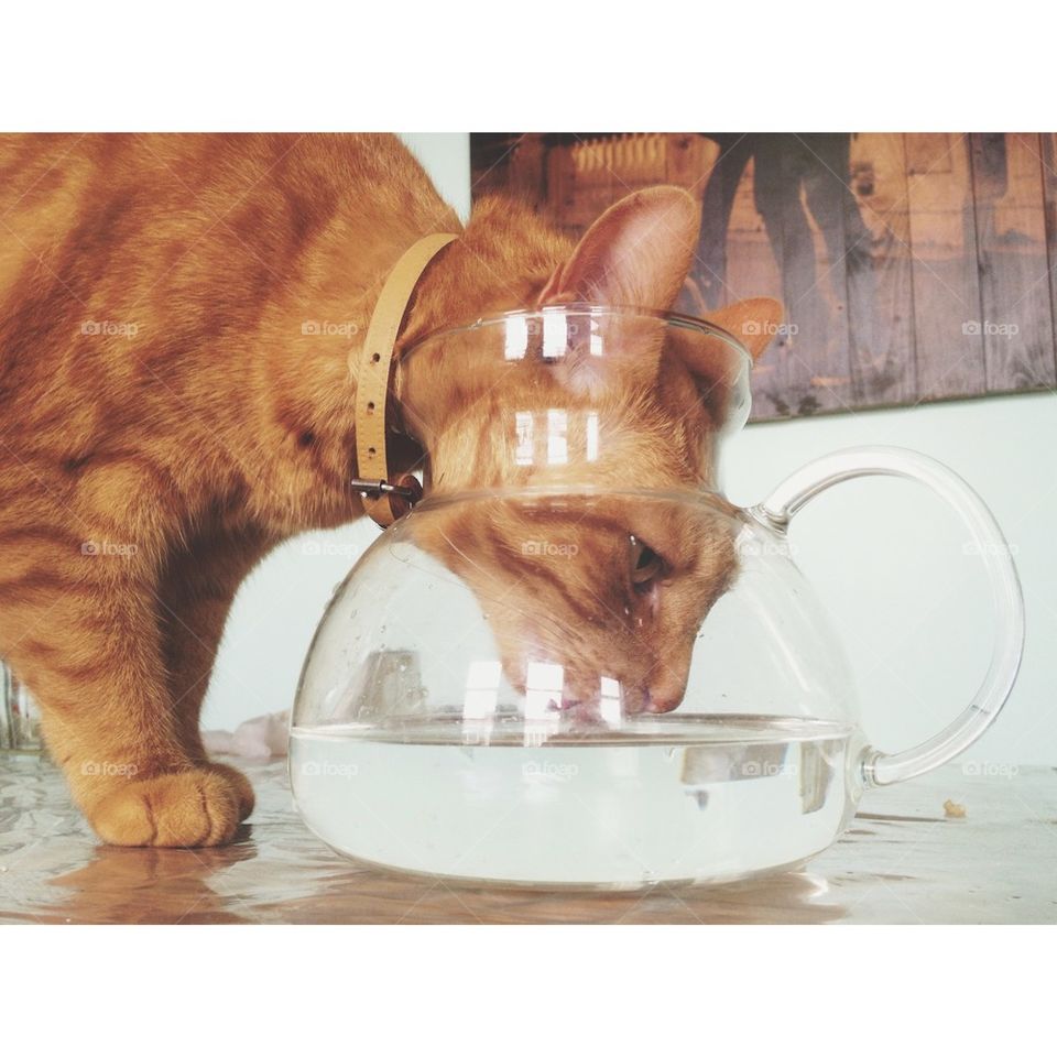Cat and water