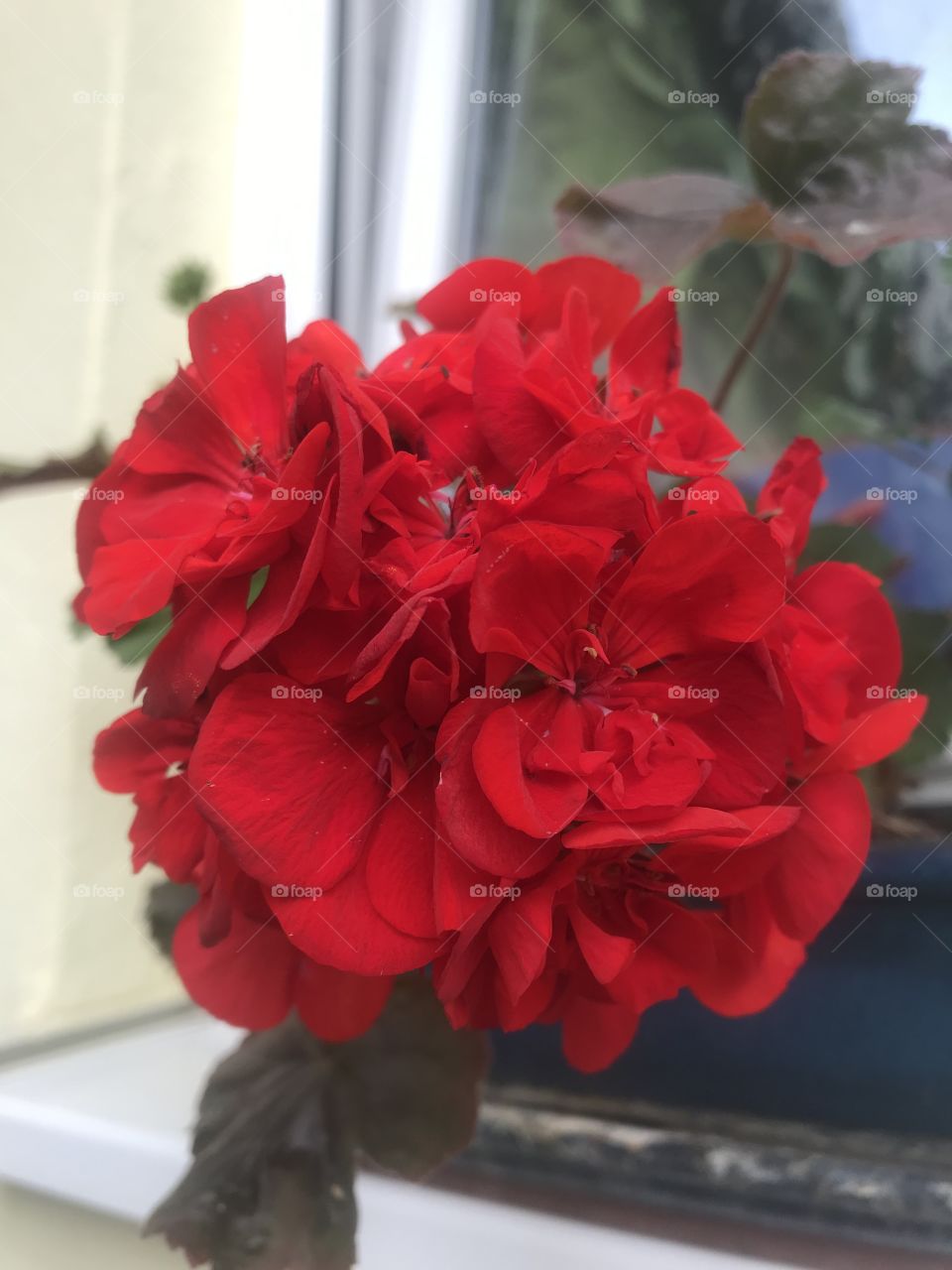 Red Pelargonium/Geranium