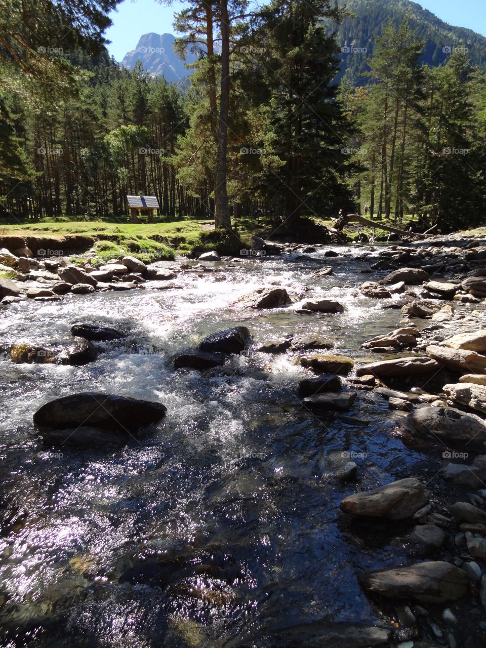Rocky forest and river 