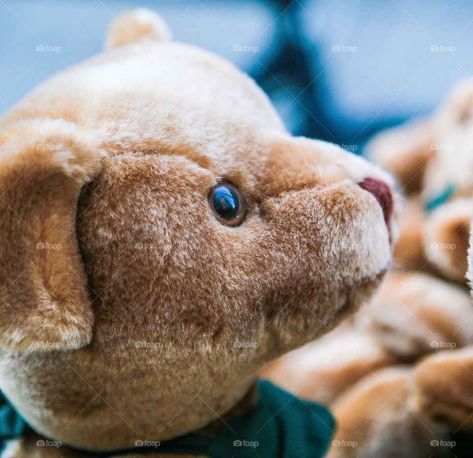 Close-up of bear face