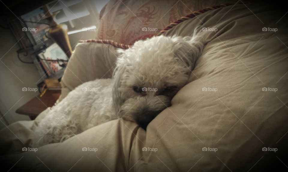 Sleeping Beauty. A little nap after an afternoon of play time.