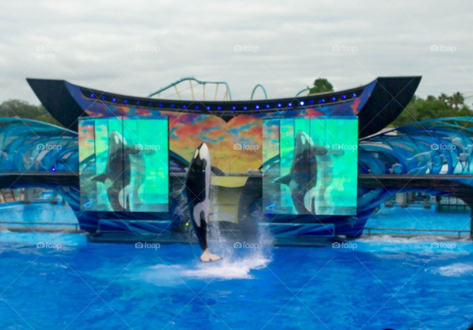 Sea world show