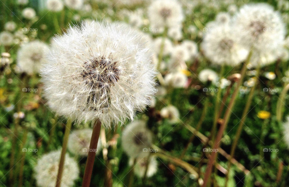 Dandelion