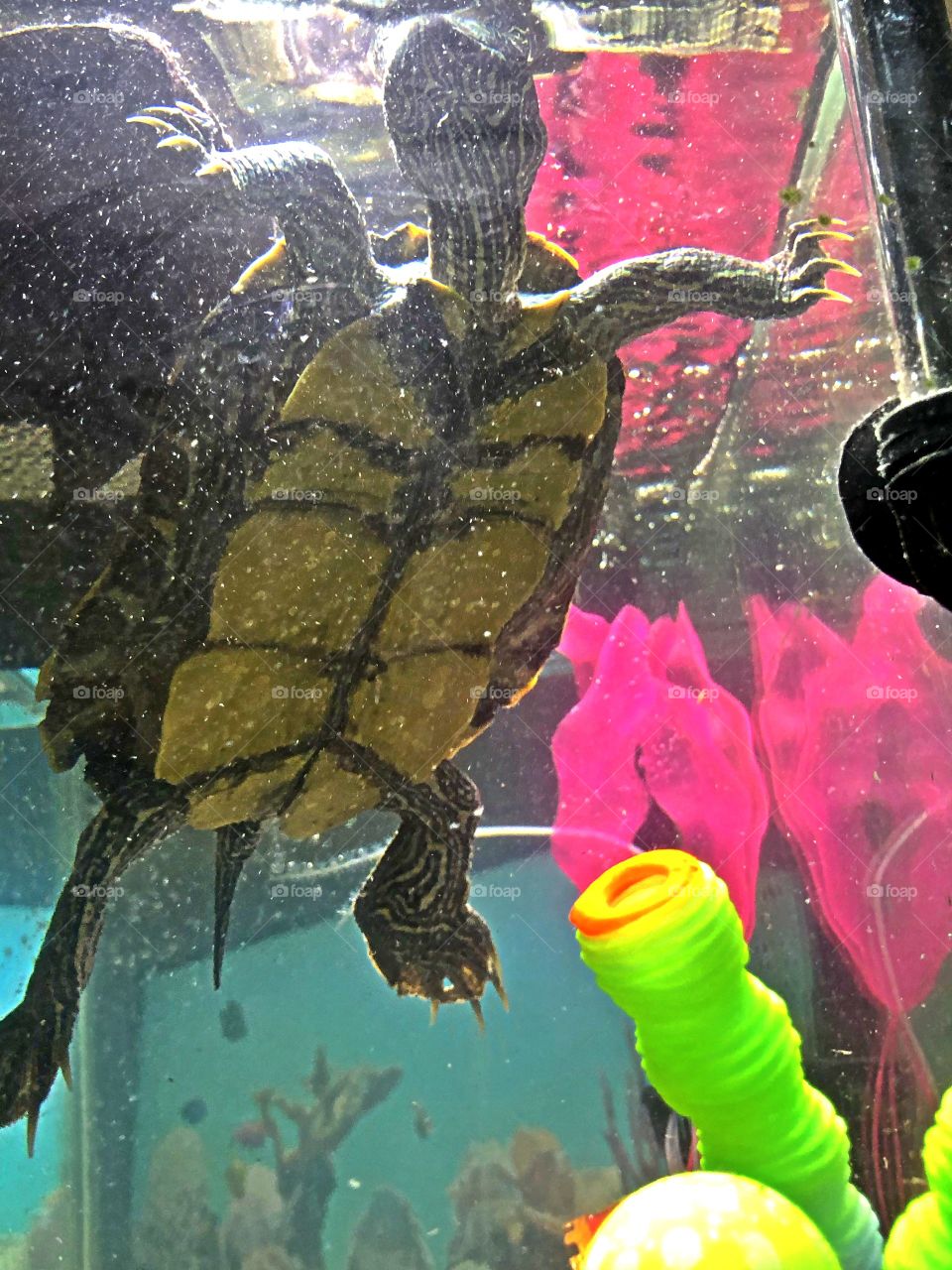 Tamara turtle Swimming in her aquarium 