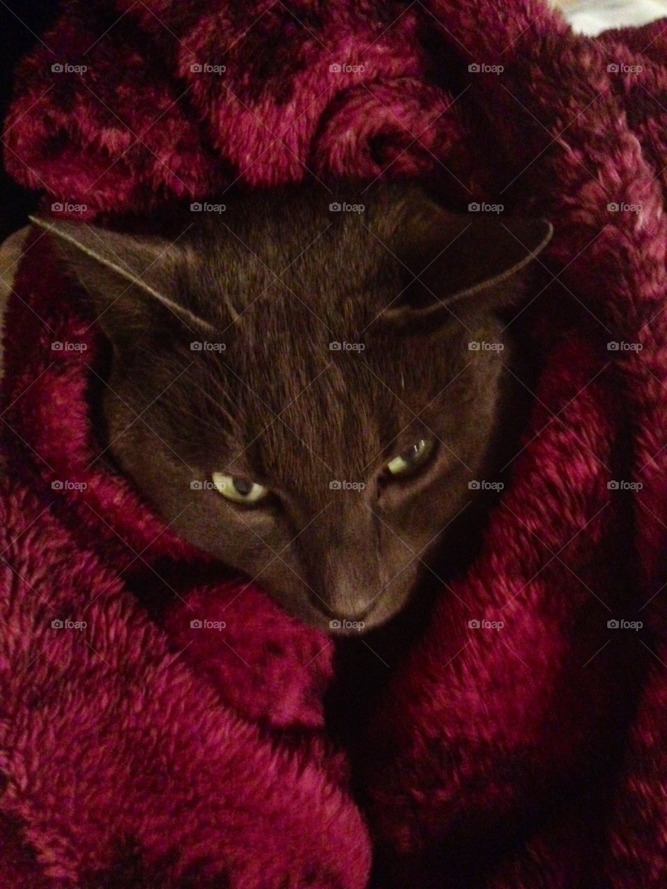 blanket cosy elvis purring by Ellis