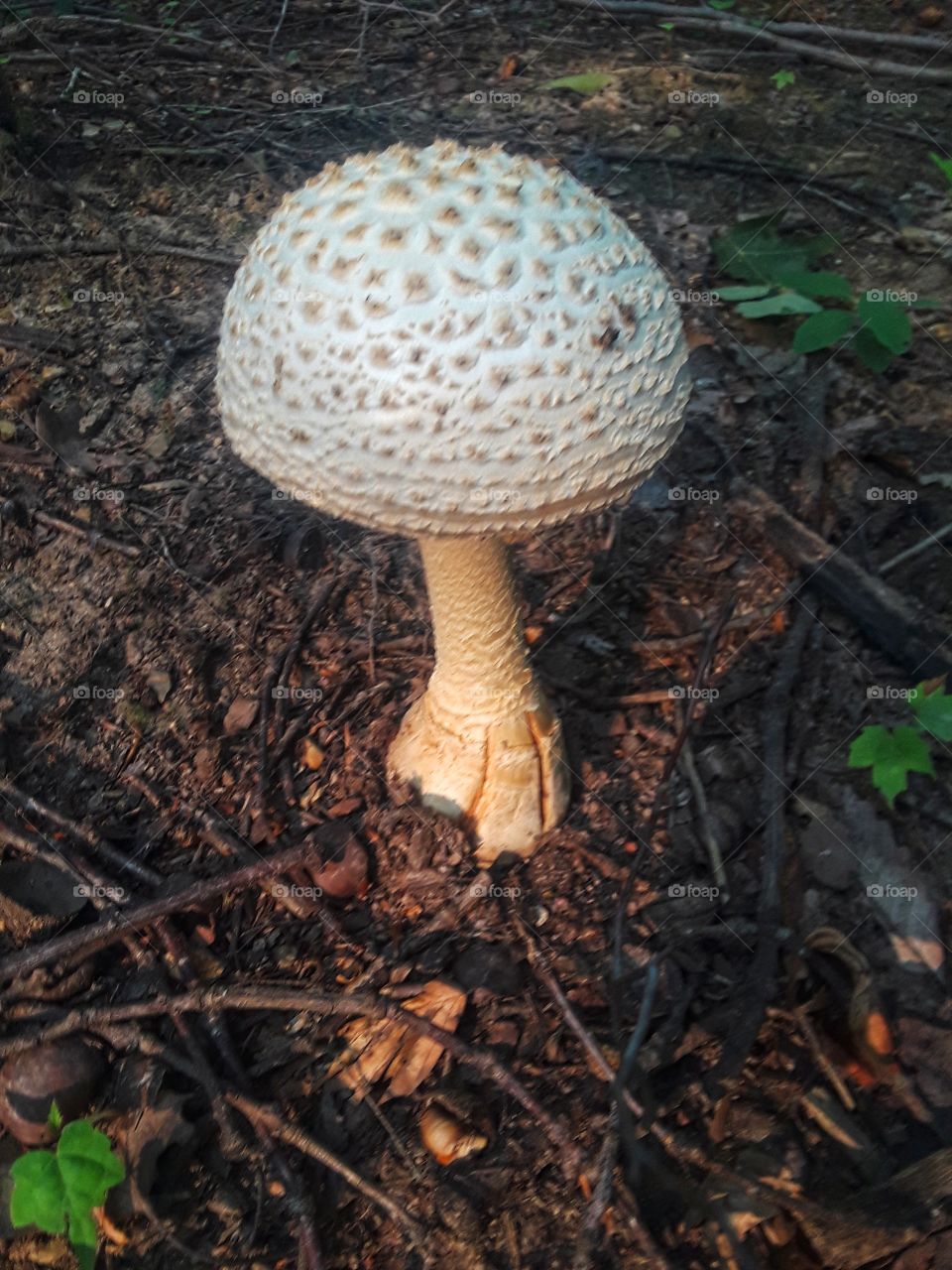 wild  toadstool mushroom
