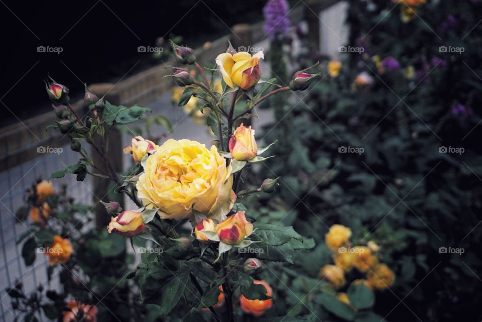 Yellow bright Rose amongst buds 