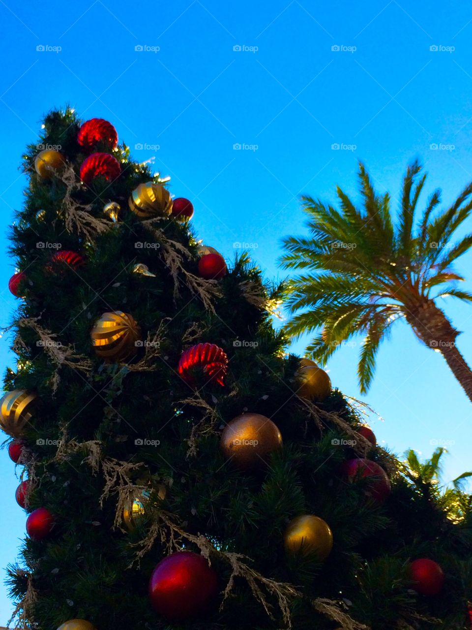 Christmas Tree & Palm. Decorated Tree with Palm tree 