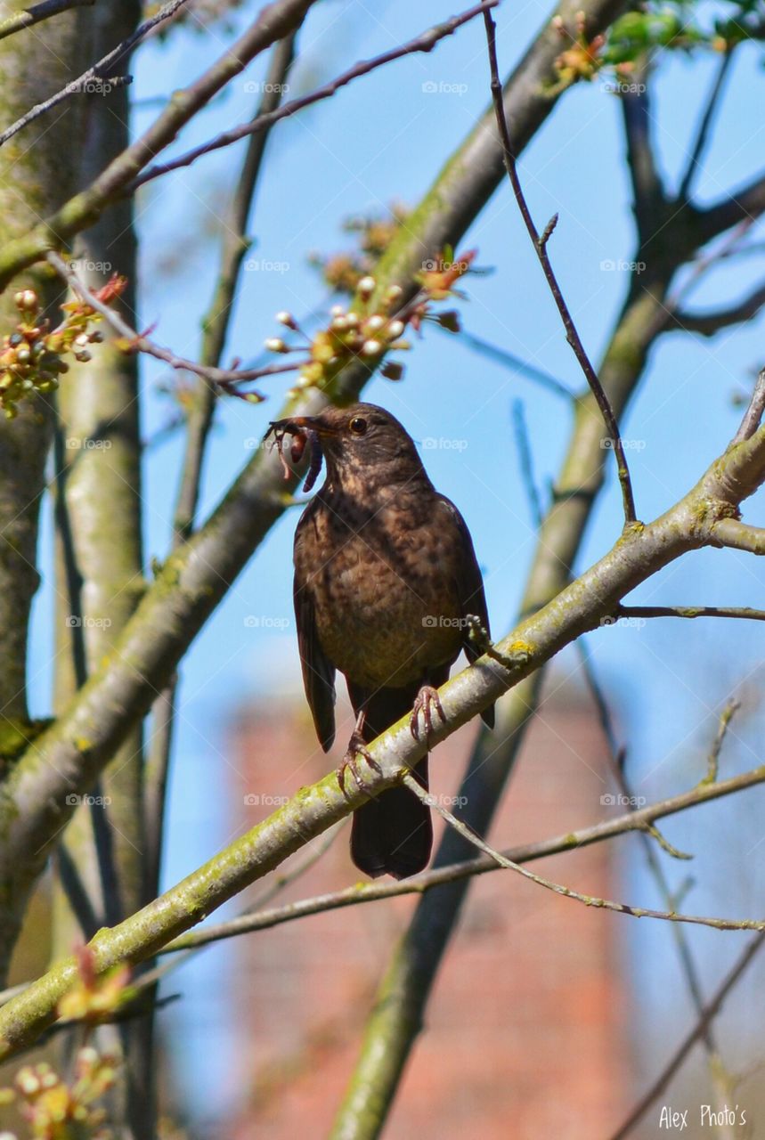 Amsel 